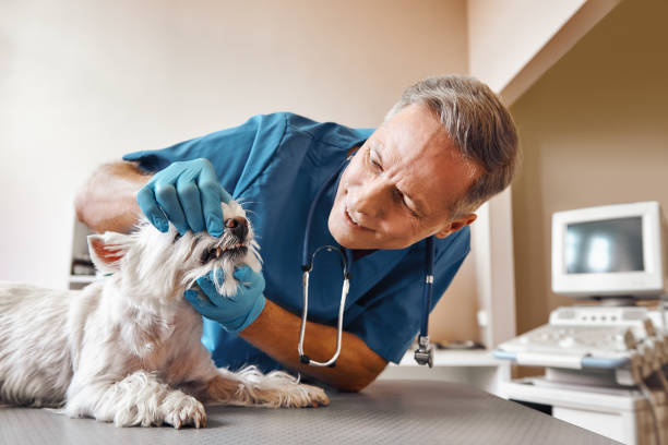 Best Broken or Cracked Tooth Emergency Dentist in Mcadoo, PA